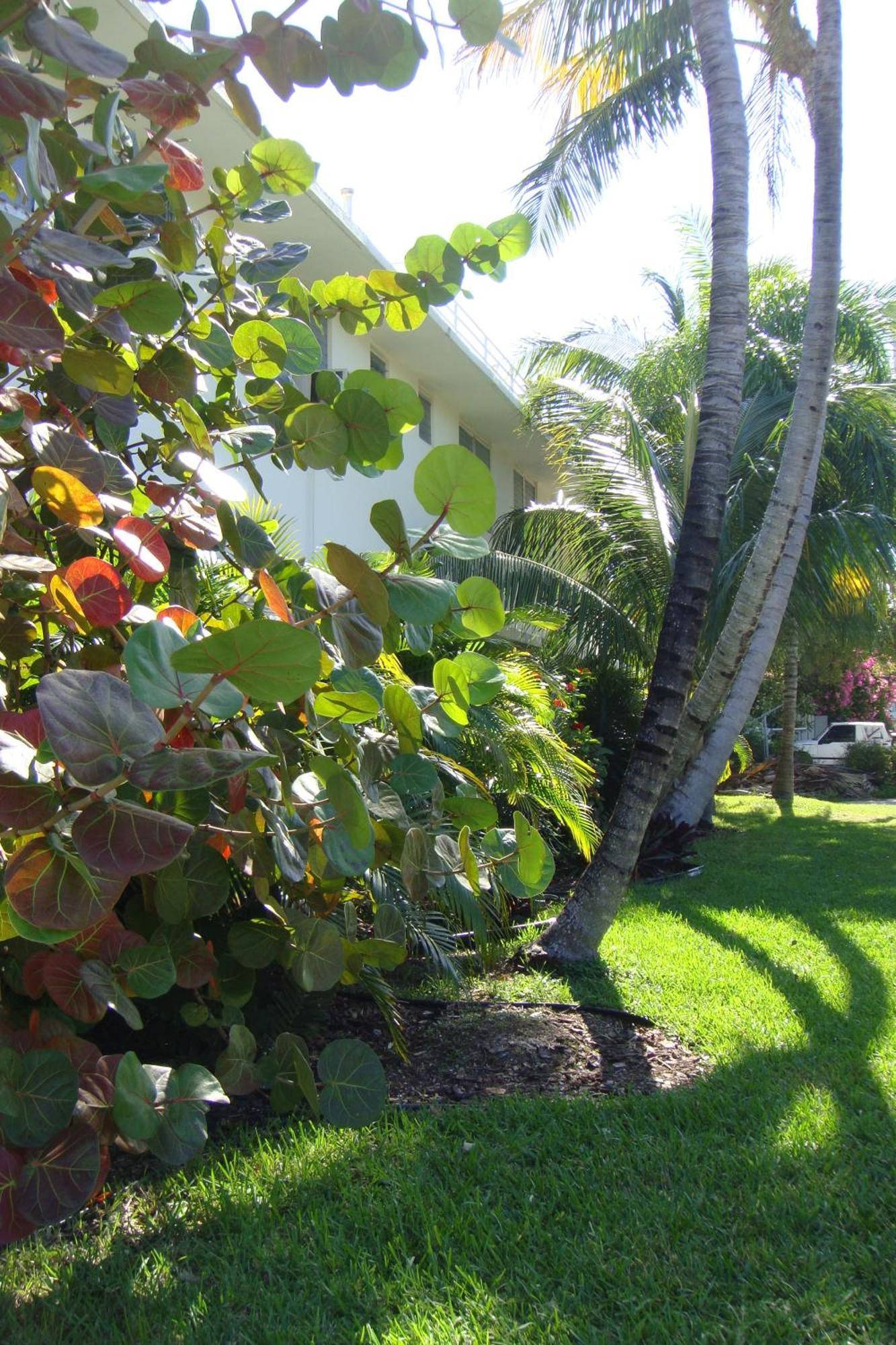 El Patio Motel Key West Eksteriør billede